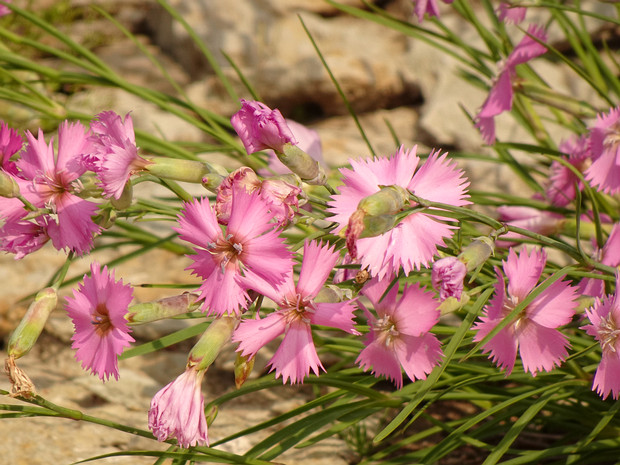 Гвоздика лесная - Dianthus sylvestris