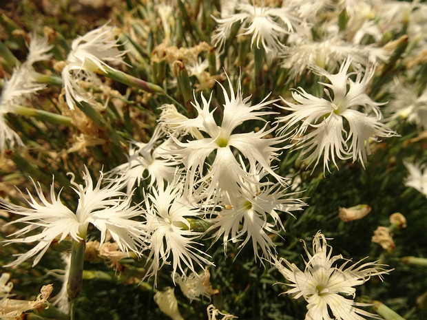 Гвоздика песчаная - Dianthus arenarius