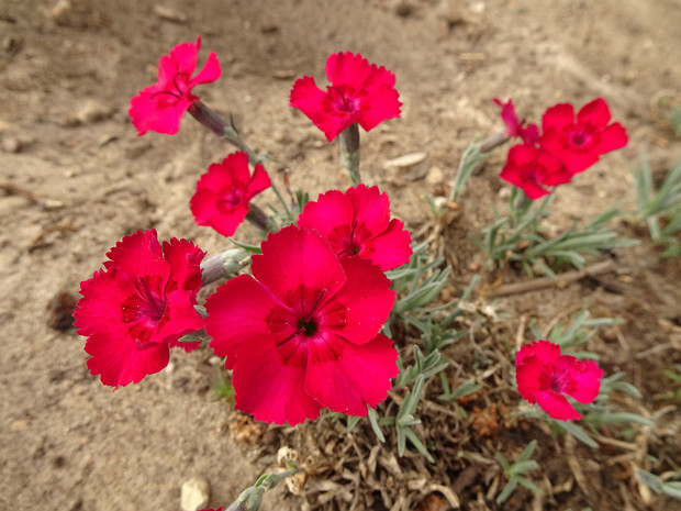 Гвоздика серовато-голубая 'Рубин' - Dianthus gratianopolitanus 'Rubin'