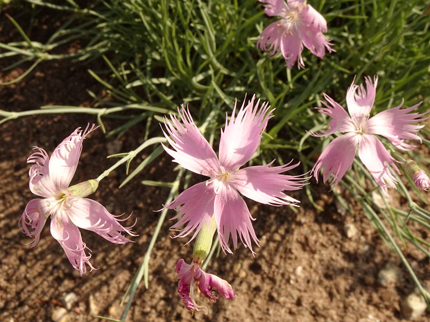 Гвоздика серовато-голубая - Dianthus gratianopolitanus