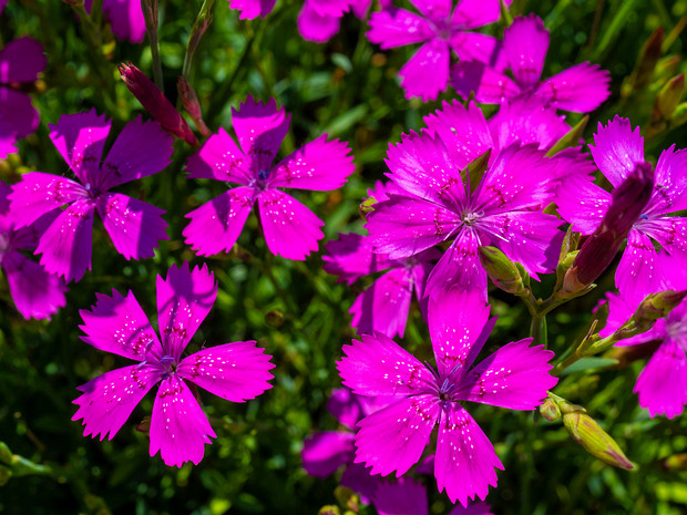 Гвоздика травянка - Dianthus deltoides