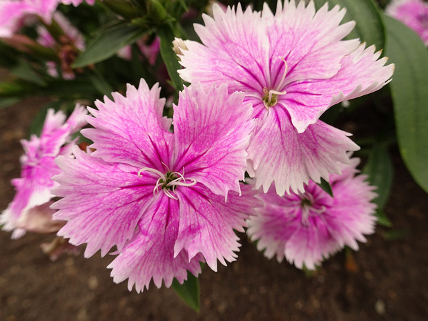 Гвоздика турецкая 'Фестивальный Микс' - Dianthus barbatus 'Festival Mix'