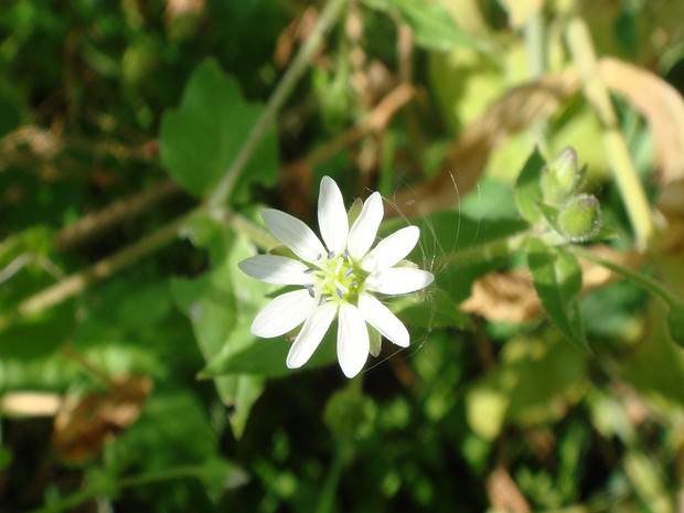 Звездчатка болотная - Stellaria palustris