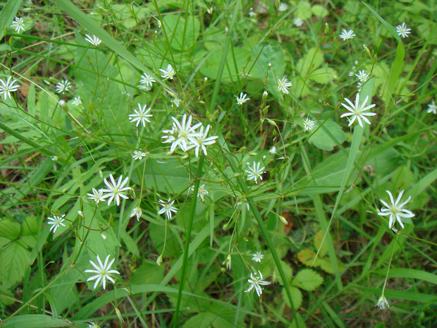 Звездчатка злаковидная - Stellaria graminea