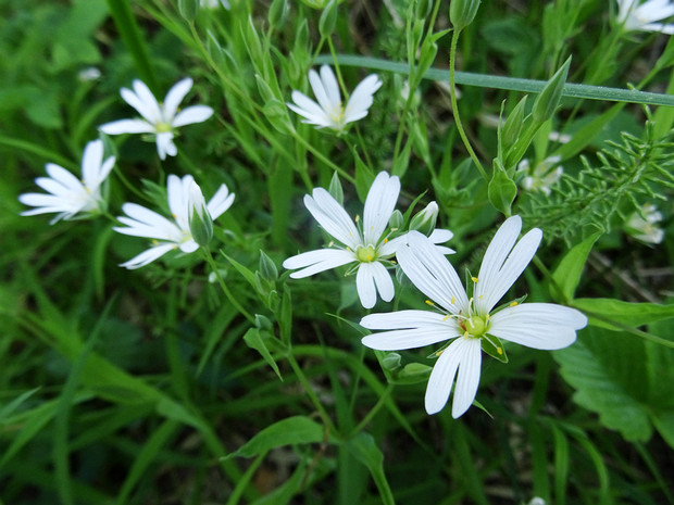 Звездчатка ланцетолистная - Stellaria holostea