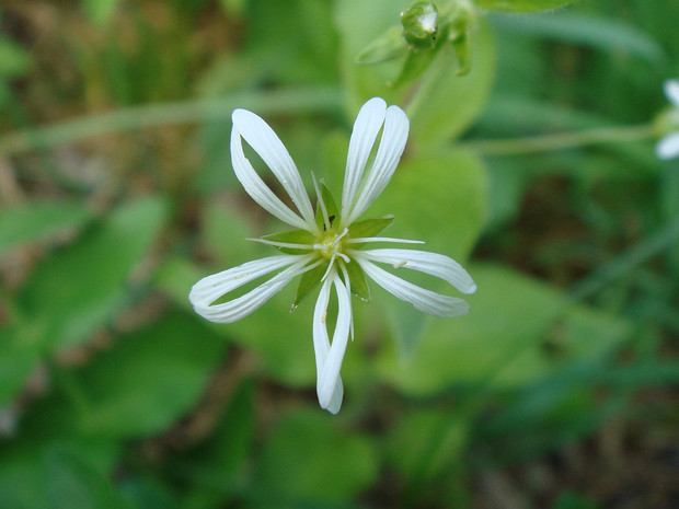 Звездчатка топяная - Stellaria uliginosa