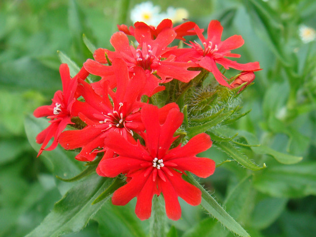 Зорька обыкновенная - Lychnis chalcedonica