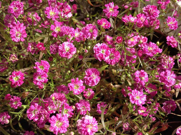 Качим метельчатый - Gypsophila paniculata