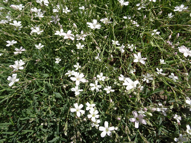 Качим ползучий - Gypsophila repens