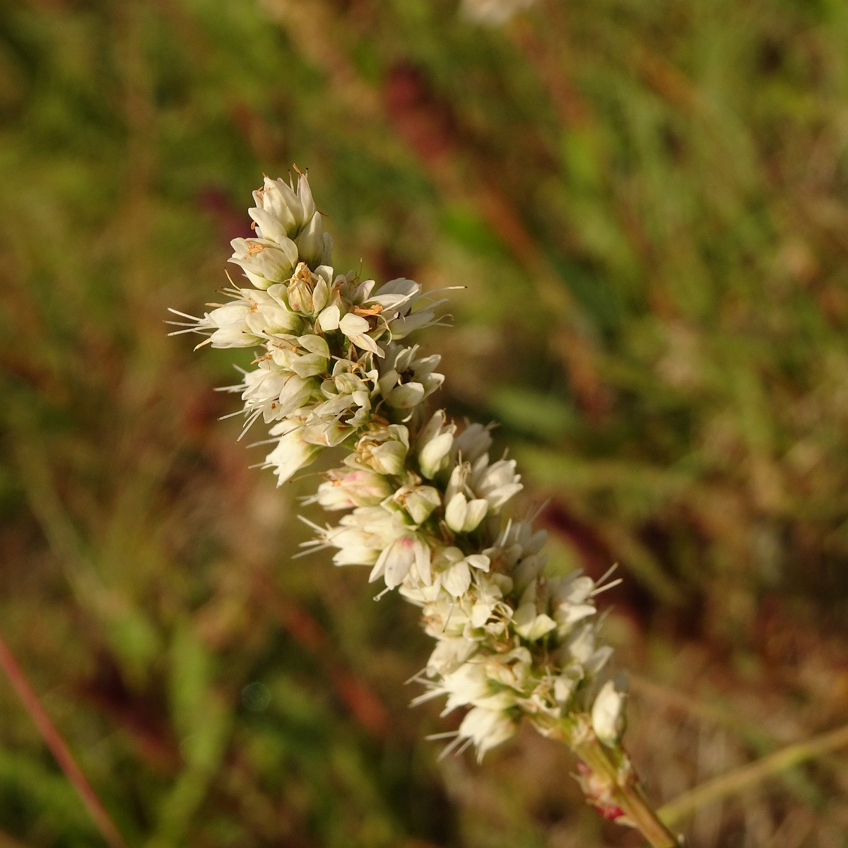 Bistorta vivipara 23-Jul-19 _ 12_25_40