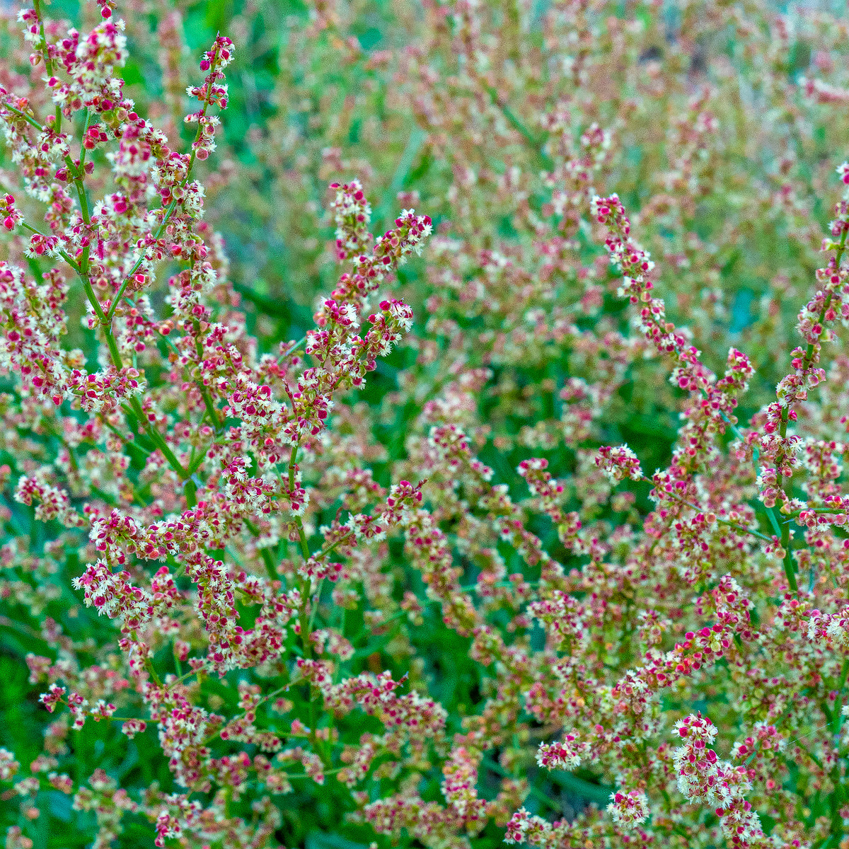 !kadriorg_park_grassfield_near_reidi_road-11