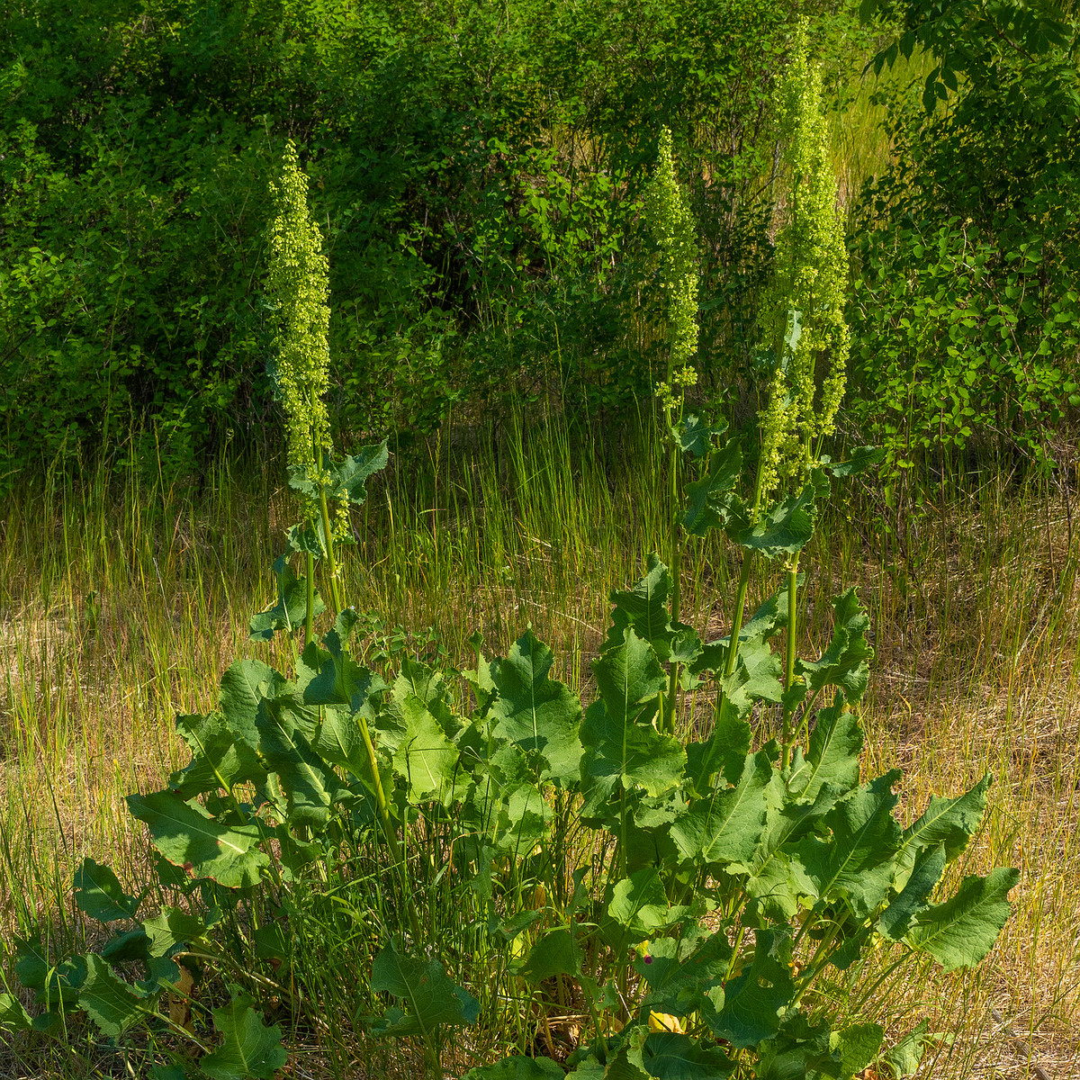 paekalda_limestone_dry_field-304339