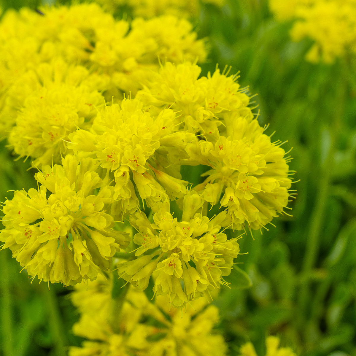 tallinn_botanical_garden_outside_alpine_plain-16