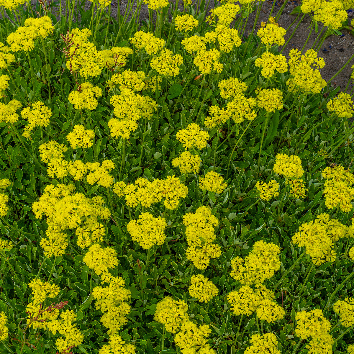 tallinn_botanical_garden_outside_alpine_plain-18