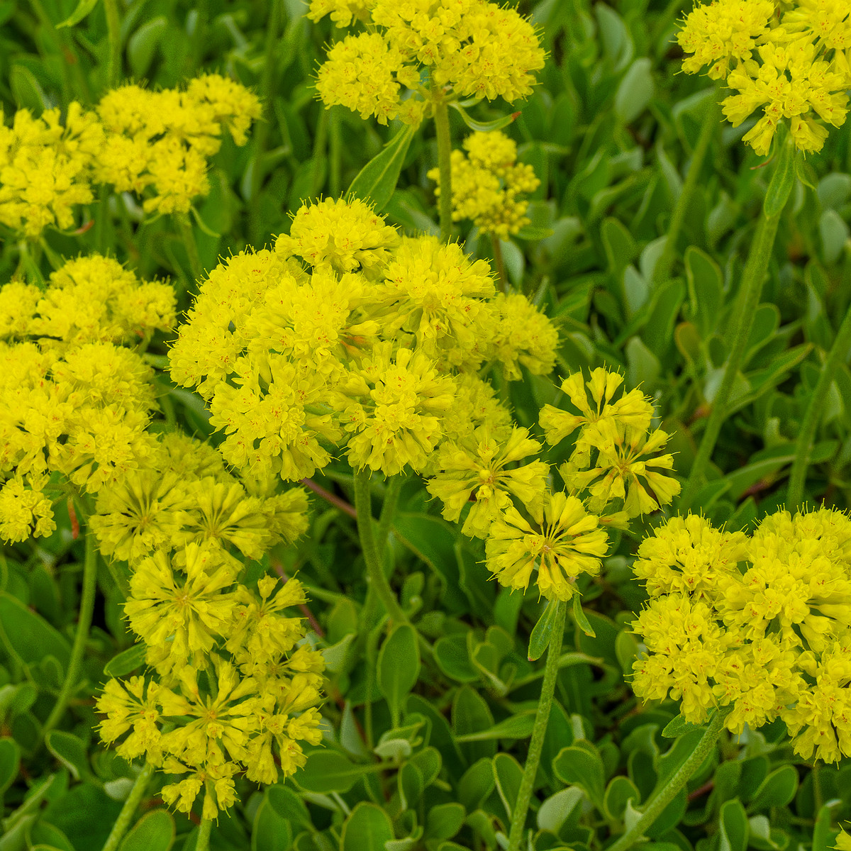 tallinn_botanical_garden_outside_alpine_plain-19