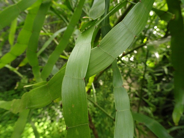 Гомалокладиум плосковеточный - Homalocladium platycladum