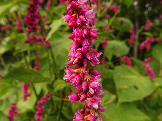 Горец восточный - Persicaria orientalis