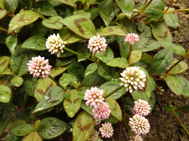 Горец головчатый - Persicaria capitata