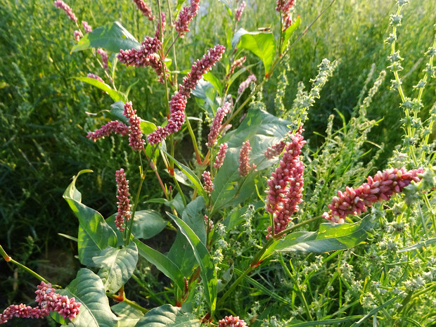 Горец длиннощетинковый - Persicaria longiseta