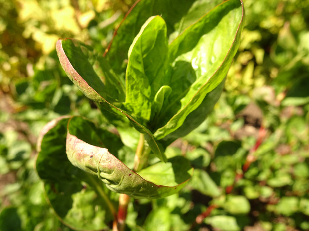 Горец красильный - Persicaria tinctoria