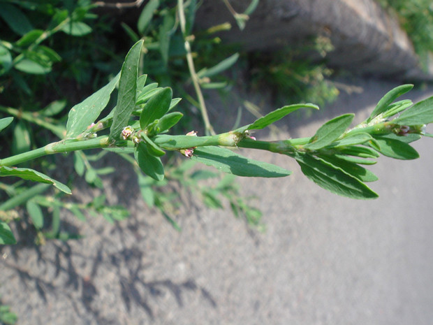 Горец птичий - Polygonum aviculare