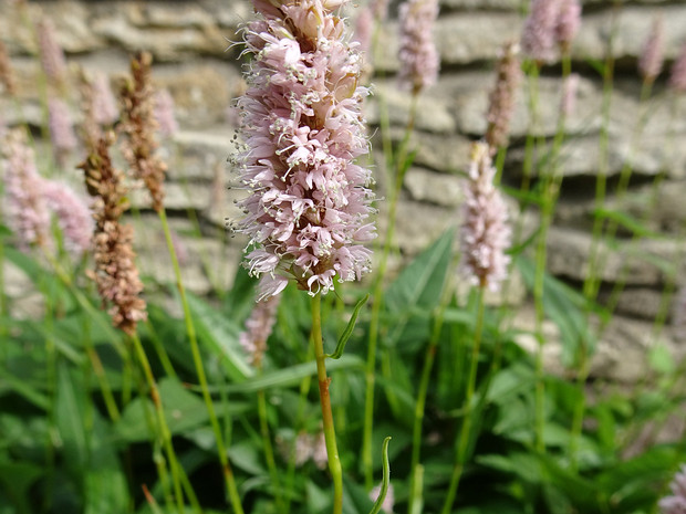 Змеевик большой - Bistorta officinalis