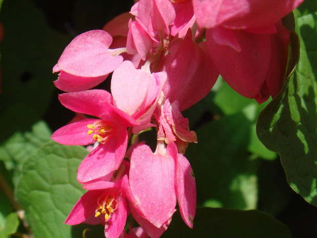 Мексиканская коралловая лиана - Antigonon leptopus