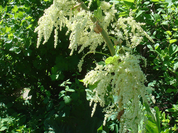 Ревень волнистый - Rheum rhabarbarum