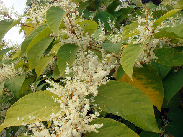 Фаллопия японская - Fallopia japonica