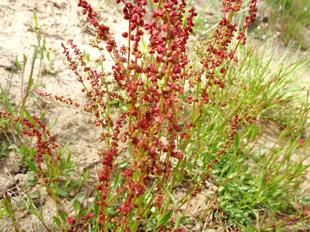 Щавель водный подвид арктический - Rumex aquaticus subsp. arcticus