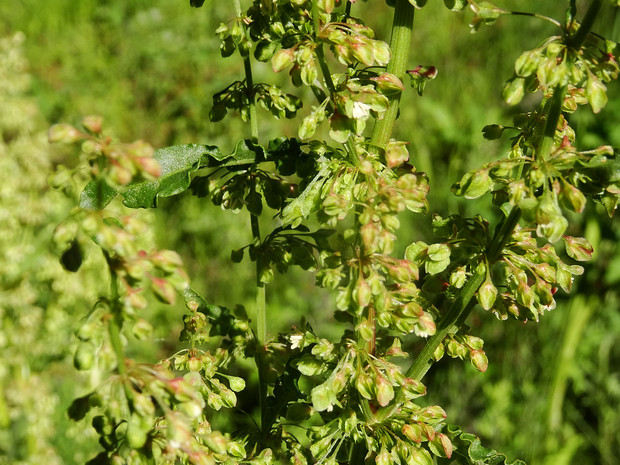 Щавель длиннолистный - Rumex longifolius