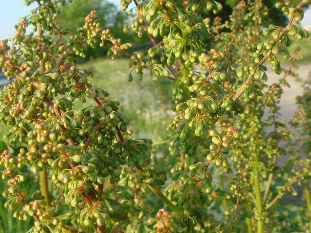 Щавель конский - Rumex confertus