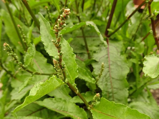 Щавель кровяной - Rumex sanguineus