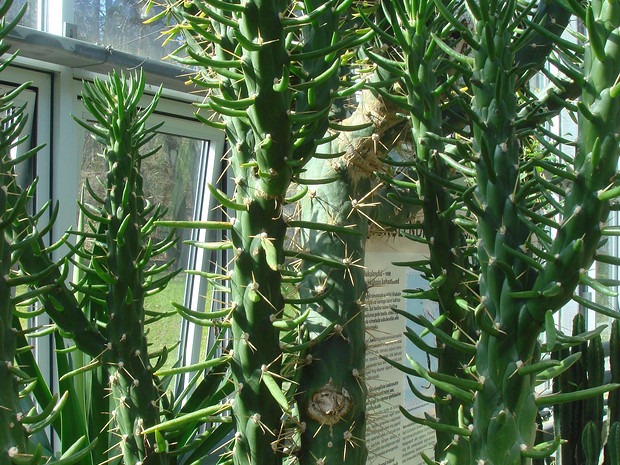 Астроцилиндроопунция шиловидная - Austrocylindropuntia subulata