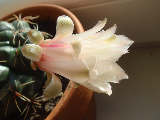 Гимнокалициум Бальда - Gymnocalycium baldianum