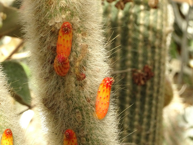 Клейстокактус волчий-хвост - Cleistocactus vulpis-cauda