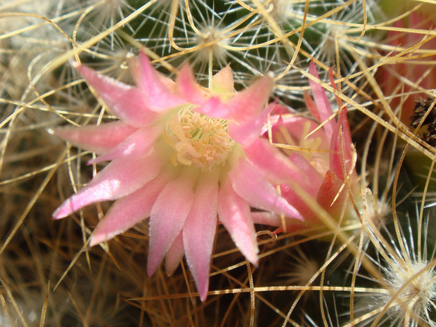 Маммиллярия великолепная - Mammillaria magnifica