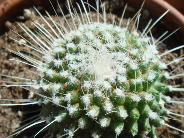 Маммиллярия спиноссима - Mammillaria spinosissima