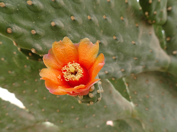 Опунция индийская - Opuntia ficus-indica