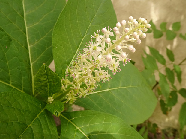 Лаконос костянковый - Phytolacca acinosa