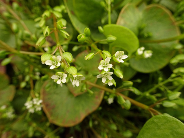 Клейтония пронзённолистная - Claytonia perfoliata