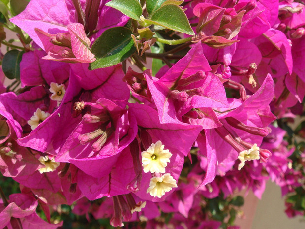 Бугенвиллея оголенная - Bougainvillea glabra