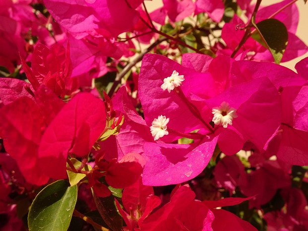 Бугенвиллея прекрасная - Bougainvillea spectabilis