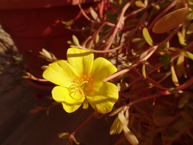 Портулак огородный - Portulaca oleracea