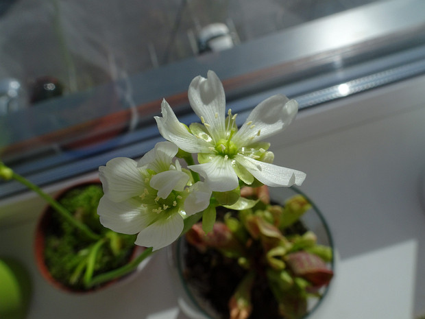 Венерина мухоловка - Dionaea muscipula