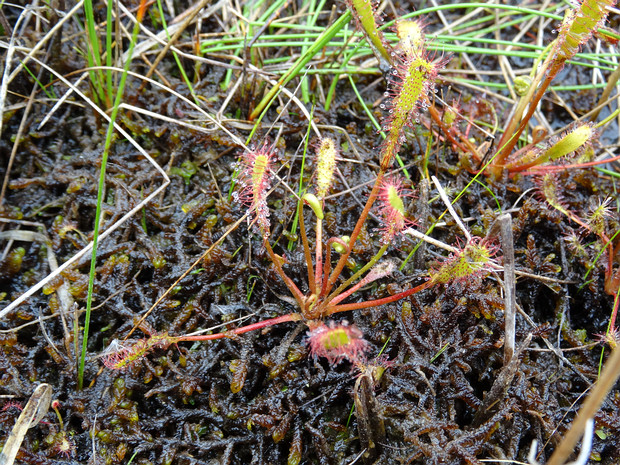 Росянка английская - Drosera anglica