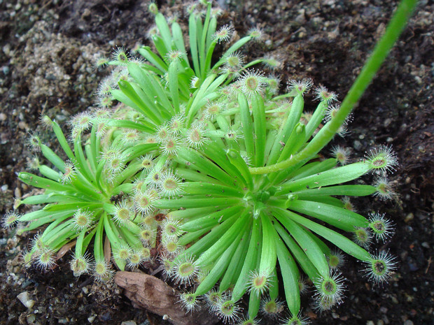 Росянка буро-жёлтая - Drosera fulva