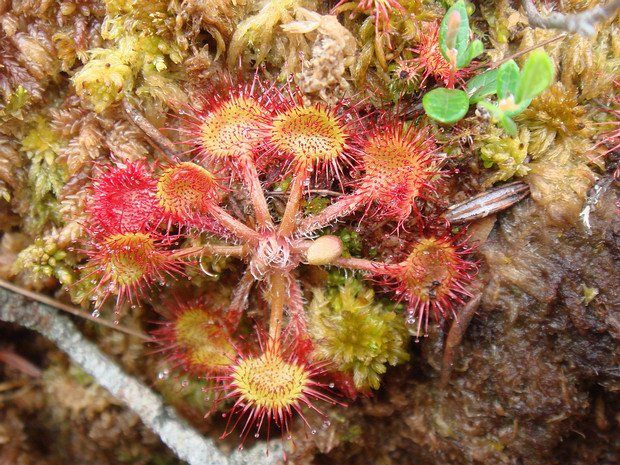 Росянка круглолистная - Drosera rotundifolia