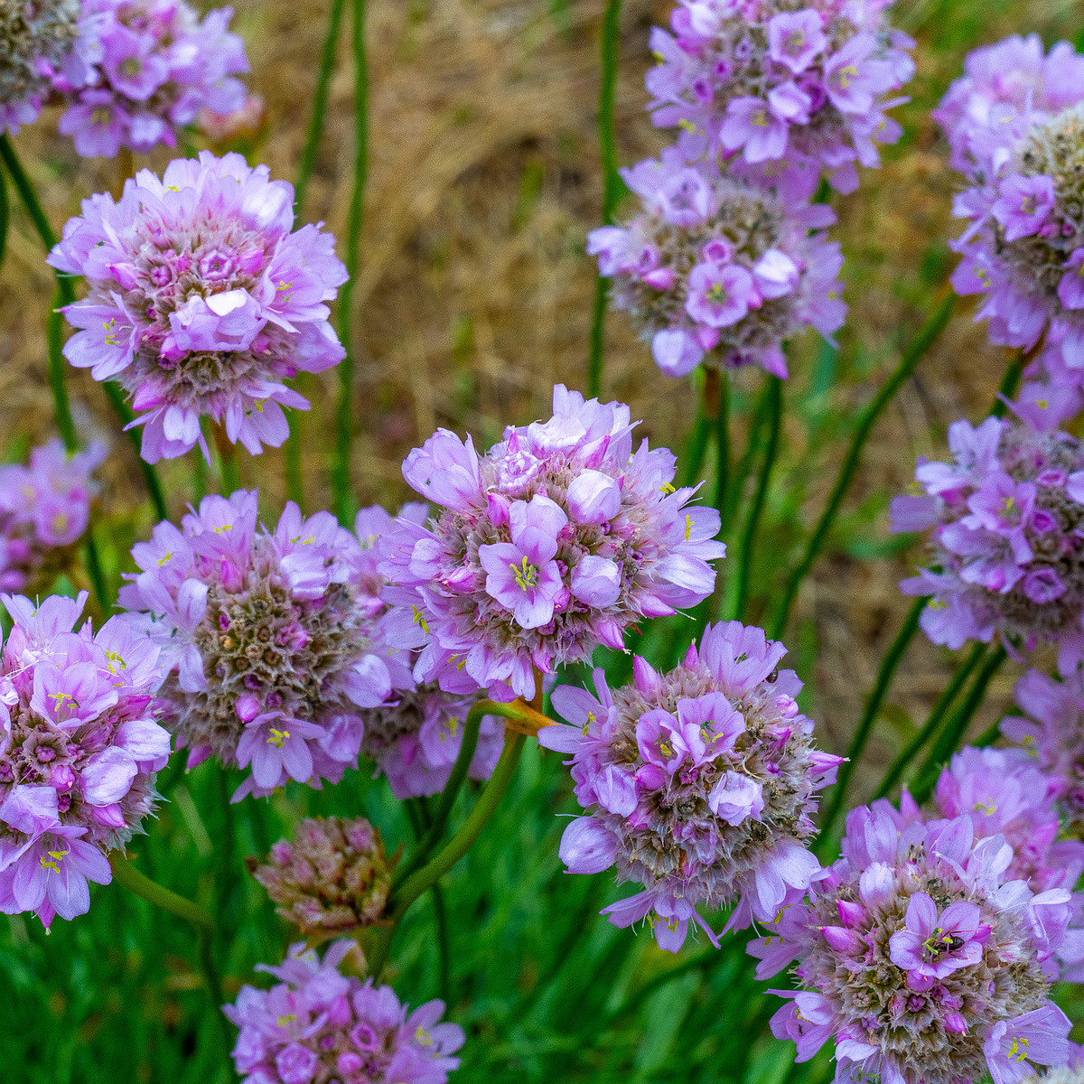 !kadriorg_park_grassfield_near_reidi_road-7