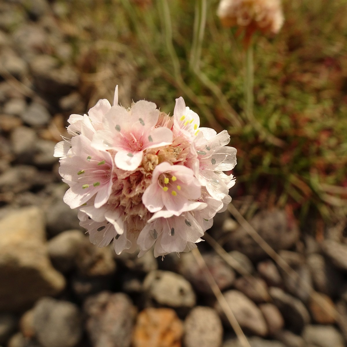 Armeria maritima 23-Jul-19 _ 12_29_48